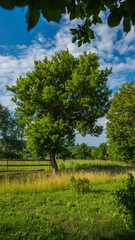 Large trees in a deciduous forest on the background of a meadow in the village.
