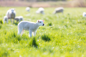 Naklejka premium Junges Lamm auf einer frischen Weide