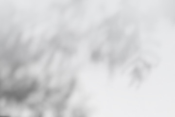 Abstract Shadows, blurred background of gray leaves and natural trees that reflect concrete walls, fallen branches on white wall surfaces for blurred backgrounds and black and white wallpapers.