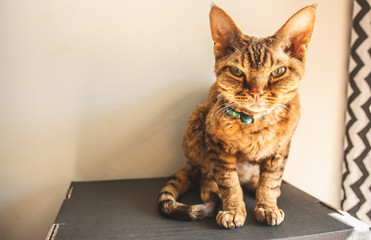 Devon rex © Kuba