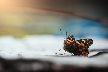 butterfly on the ground