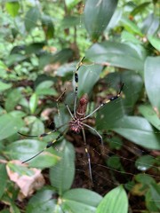 Große rote tropische Spinne im Netz