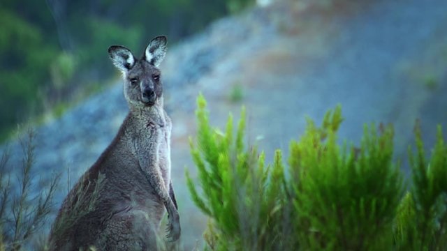 A grey kangaroo stands alone looking at the camera and jumps away