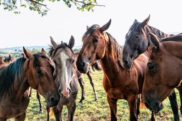 horses on pasture