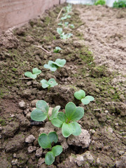 The beginning of the summer season. Radish seedlings