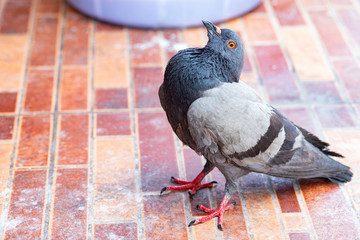 Sick and ill rock pigeon on the floor, Unhealthy animal