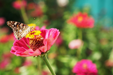 field butterfly sits on a blossoming flower in the garden in summer