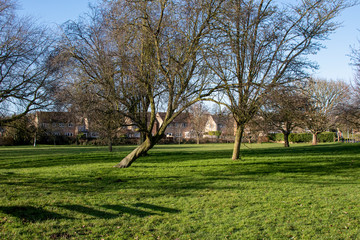 trees in the park