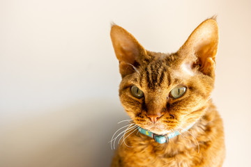 Devon rex