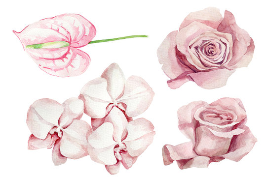 Set of pink flowers. Botanical watercolor illustrations, floral elements, roses and calla lilies.