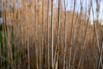 reeds on the bank of lake