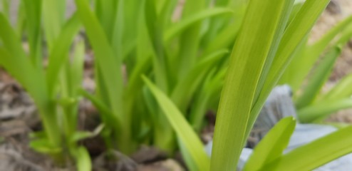 Obraz premium Wiosna