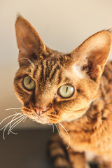 Devon rex © Kuba