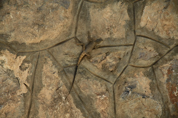 brązowa jaszczurka na starej zniszczonej ścianie z kamieni  - obrazy, fototapety, plakaty
