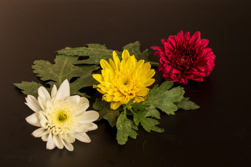 bouquet of yellow  white and red chrysanthemum on black background