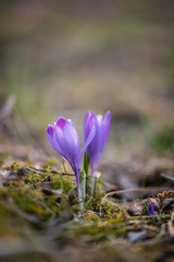 Beautiful spring background with close-up of a group of wild saffron blooming purple crocus flowers on a meadow: Pretty group of purple and white crocus under the bright sun in spring time, Europe. 
