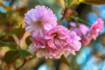 Finalmente primavera! Primo piano di albero di ciliegio da fiore (Prunus serrulata), fioritura sul fondo azzurro del cielo