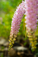 Rhynchostylis retusa Blume