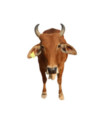 Cows Standing on a white background Embed Clipping Path	
