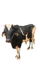 Cows Standing on a white background Embed Clipping Path	

