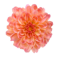 orange mum flower