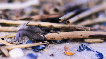 close up of a feather and beach debris
