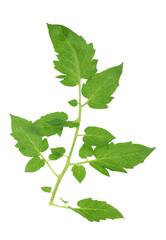 Fototapeta na wymiar tomato leaf