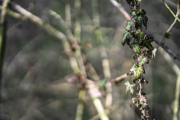 buds of a tree