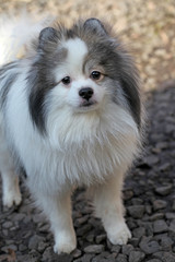 image of dog stone background 