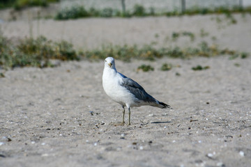 Seagull on sandy beach