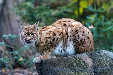 Fotobehang Karpatische lynx © Vlastimil