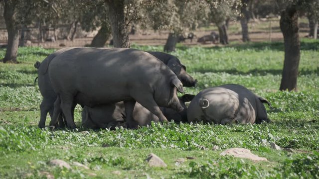 Free range Iberian pigs in the pasture eating acorns under the holm oaks. Montanera. Andalusia Spain