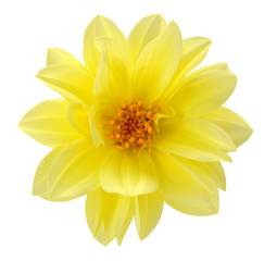 yellow chrysanthemum dahlia