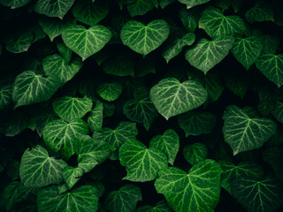 Close photo of a wall of green ivy. Background.
