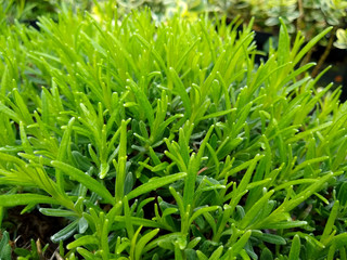 Fototapeta na wymiar Lavandula angustifolia 'Hidcote'
