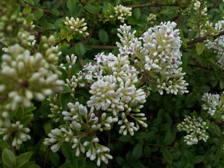 Ligustrum jonandrum