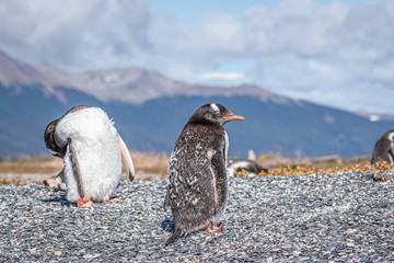 Penguins in Isla Martillo near Ushuaia, in Terra del Fuego
