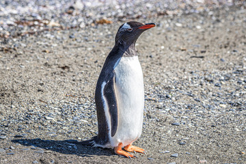 Penguins in Isla Martillo near Ushuaia, in Terra del Fuego