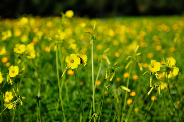 Fototapeta premium flor colorida