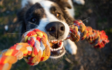 close up dog portrait playing with rope