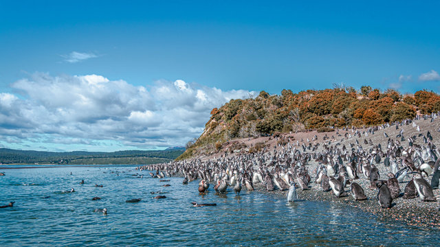 Penguins in Isla Martillo near Ushuaia in Tierra del Fuego (Argentina)