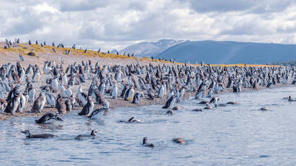 Penguins in Isla Martillo near Ushuaia in Tierra del Fuego (Argentina) © Antoine