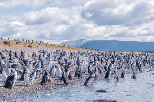 Penguins in Isla Martillo near Ushuaia in Tierra del Fuego (Argentina)