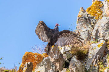 Condor in Ushuaia