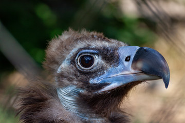 Griffon vulture in a detailed portrait, Estremadura standing on a rock overseeing his territory.