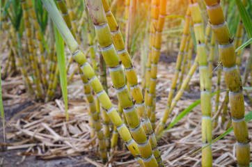 Close-ups Sugar cane fields