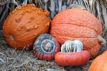 gourds and squashes