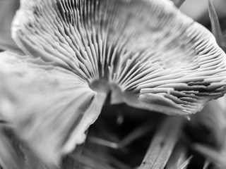 Black and white photo of a mushroom