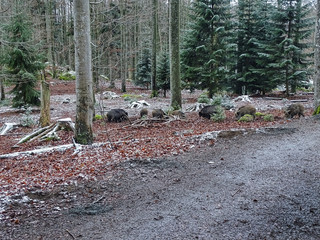 Wildschwein Eber Rudel beim Fressen im Wald im Winter