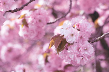 pink cherry blossom